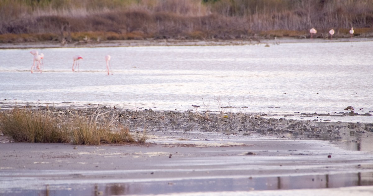 Spotted Redshank - ML646353221