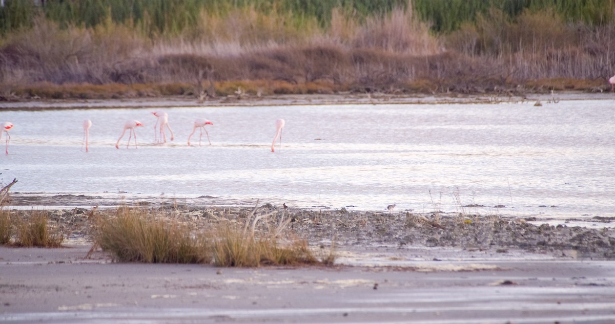 Spotted Redshank - ML646353222