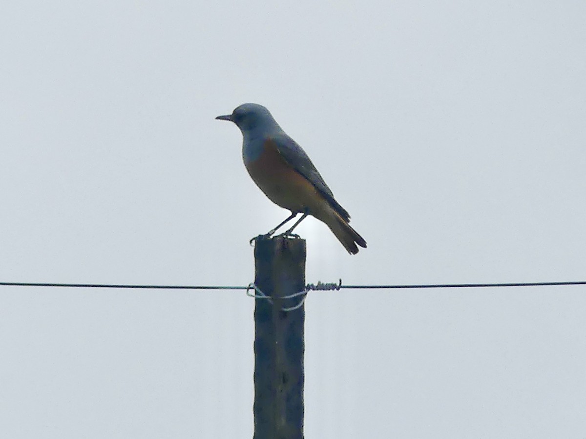 Sentinel Rock-Thrush - ML646353223