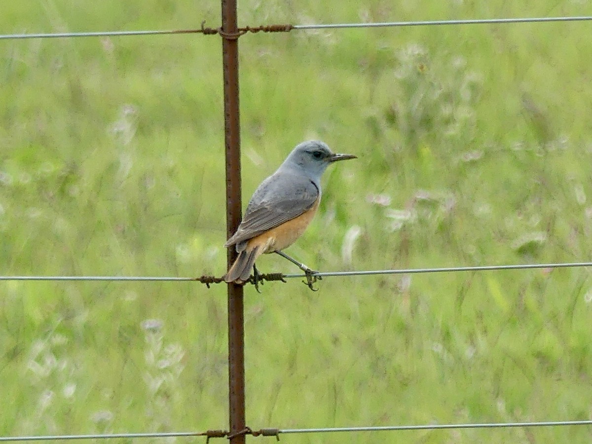 Sentinel Rock-Thrush - ML646353224