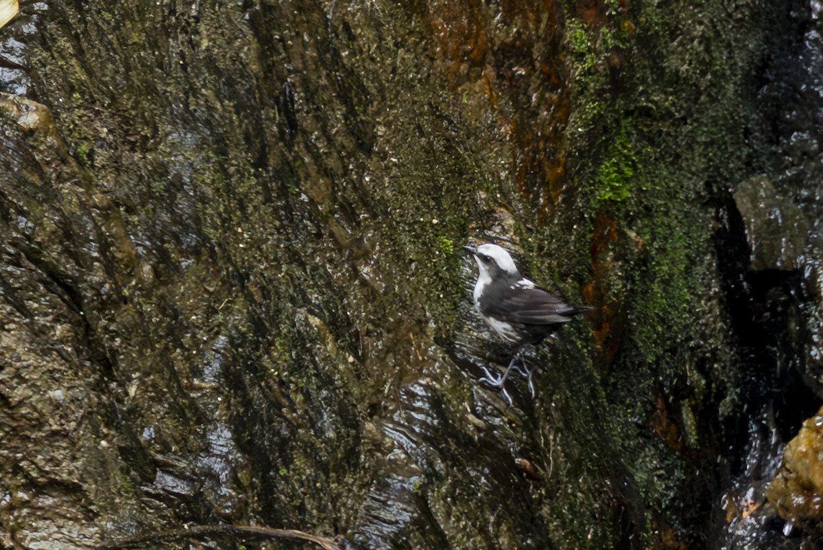 White-capped Dipper - ML646353225
