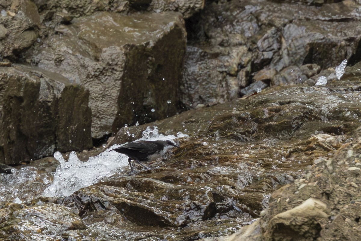 White-capped Dipper - ML646353226