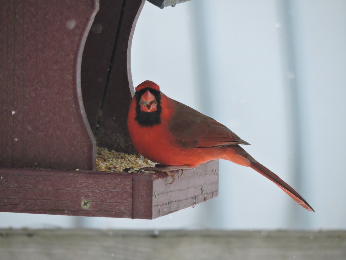 Northern Cardinal (Common) - ML646353227