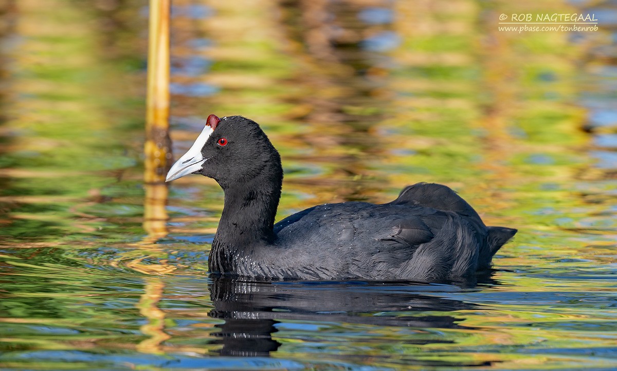 Red-knobbed Coot - ML646353228