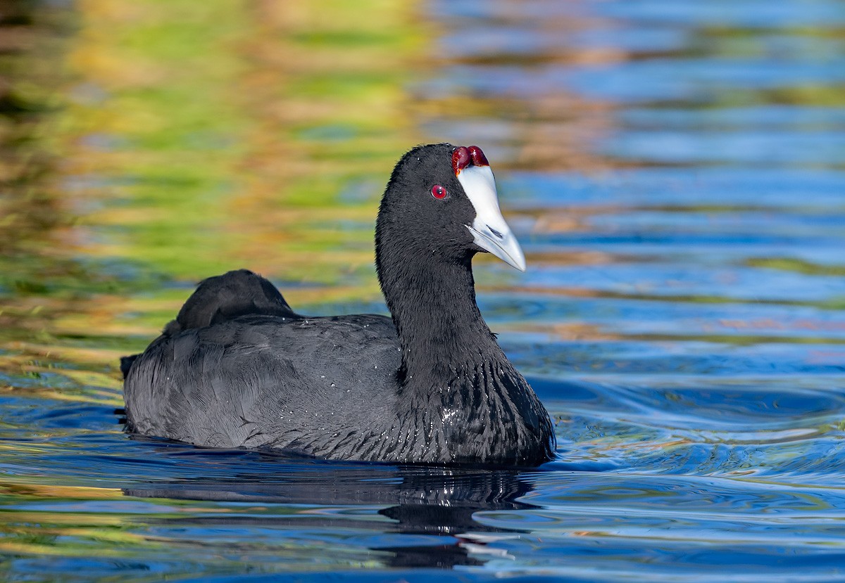 Red-knobbed Coot - ML646353229