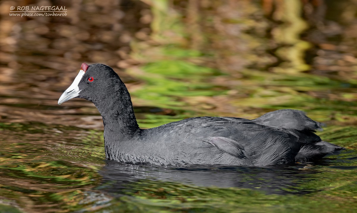 Red-knobbed Coot - ML646353230