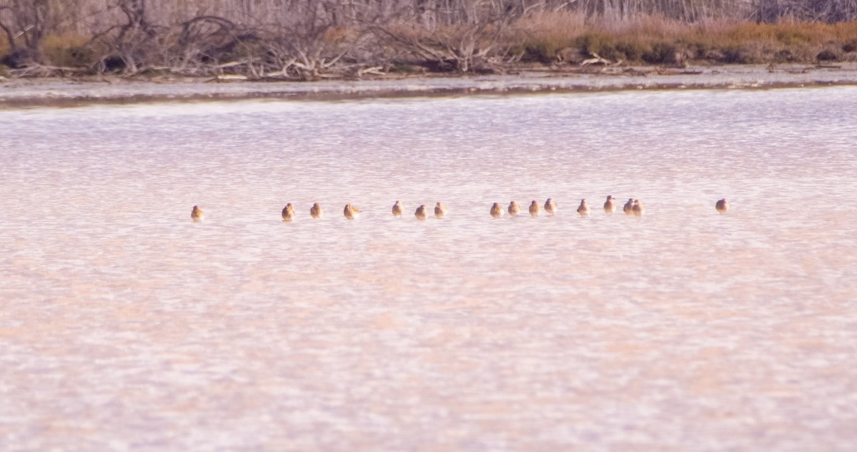 Сивка звичайна - ML646353231