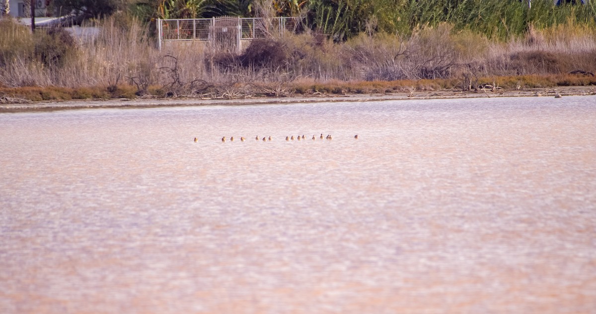 Сивка звичайна - ML646353232