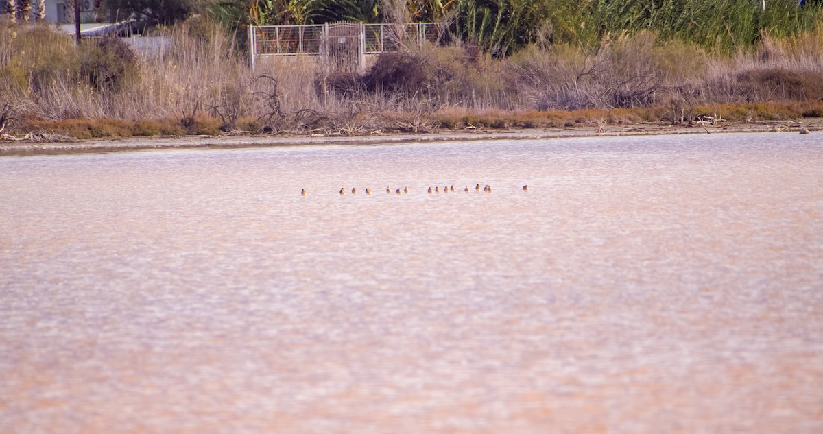 Сивка звичайна - ML646353233