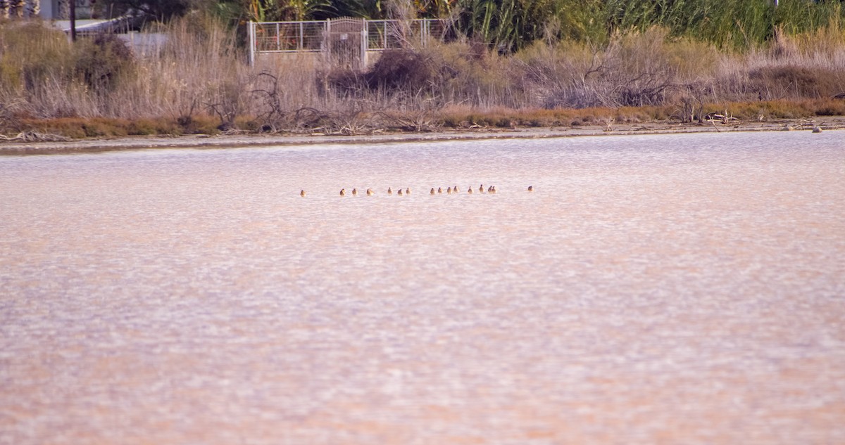 Сивка звичайна - ML646353234