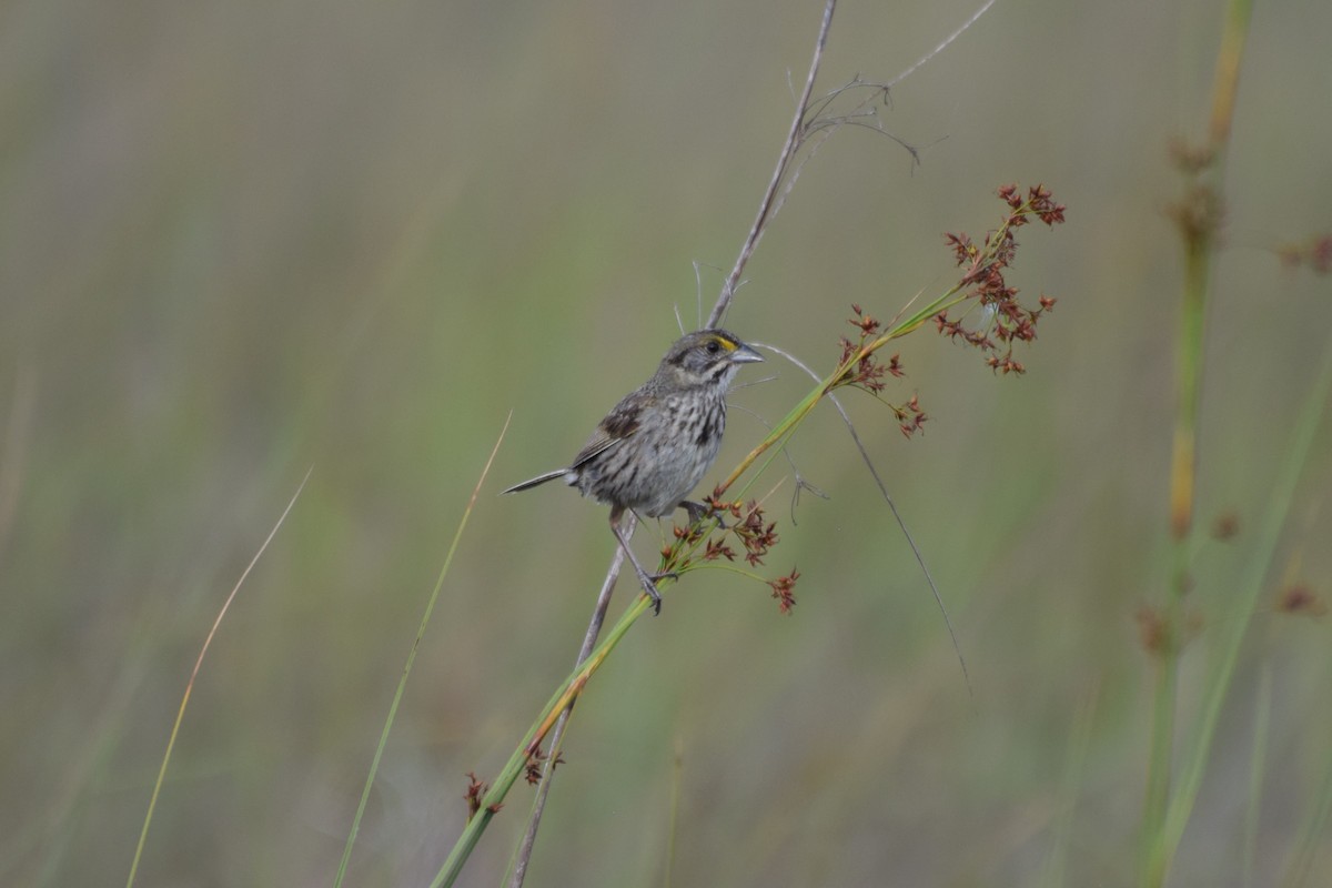 Seaside Sparrow (Cape Sable) - ML646353236