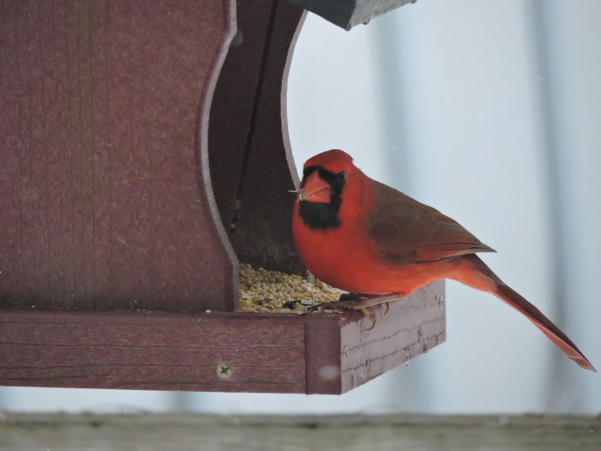 Northern Cardinal (Common) - ML646353240