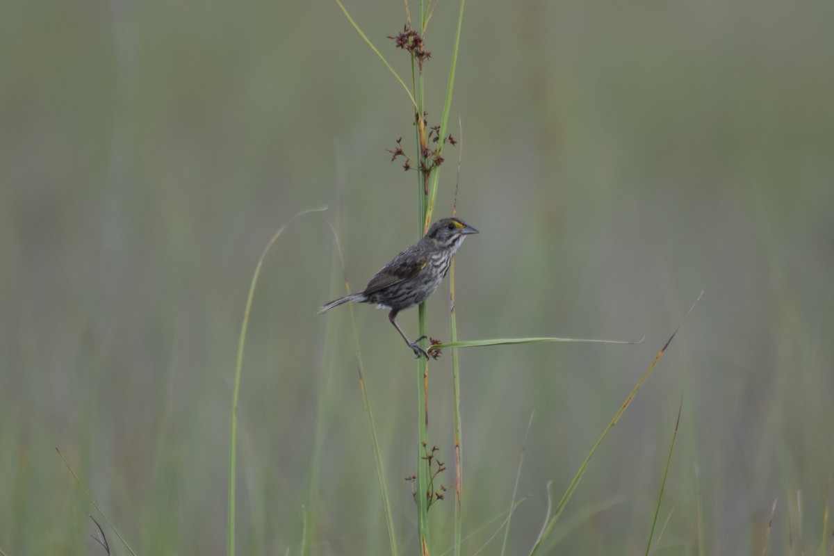 Seaside Sparrow (Cape Sable) - ML646353241