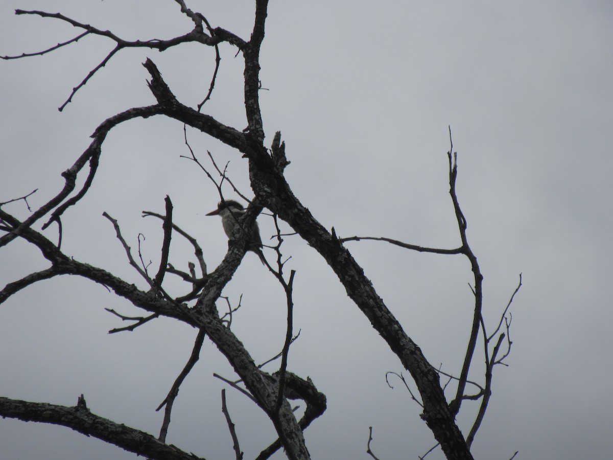 Striped Kingfisher - ML646353245