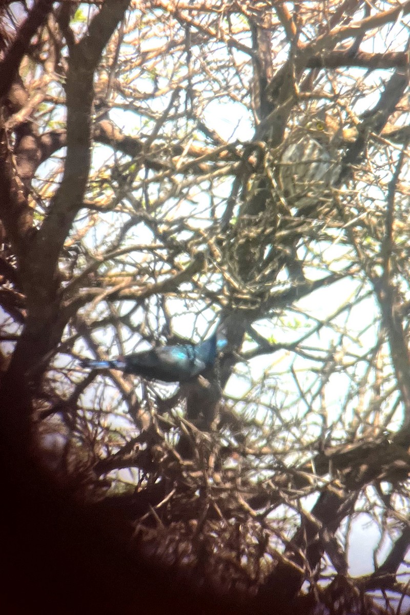 Pearl-spotted Owlet - ML646353246