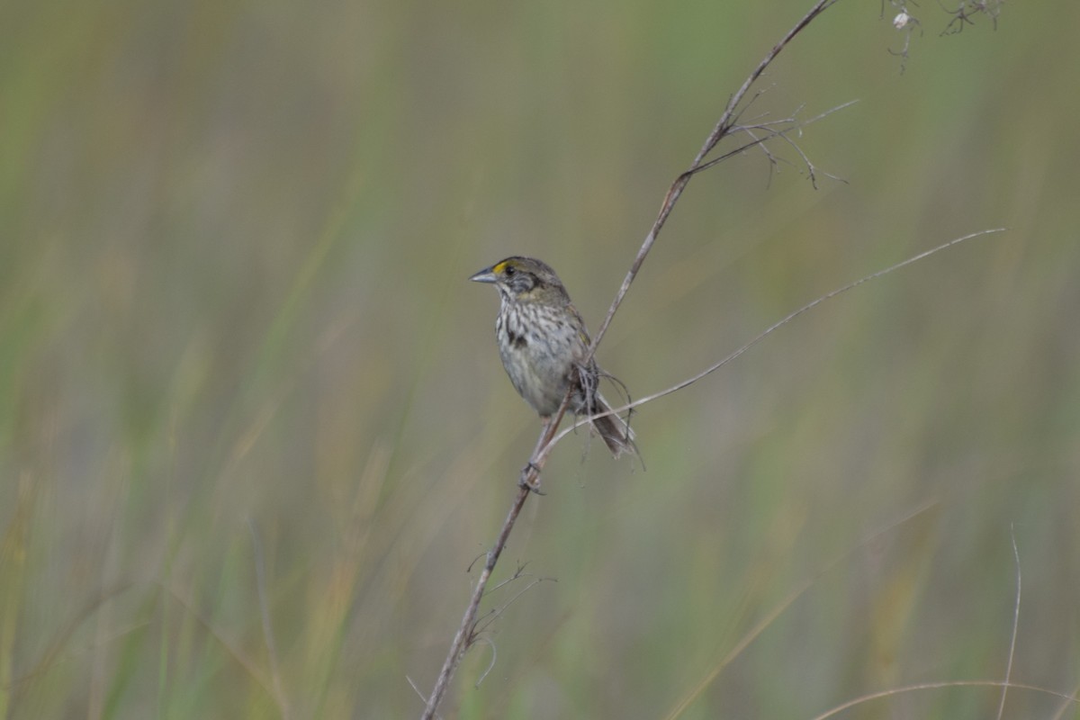 Seaside Sparrow (Cape Sable) - ML646353248