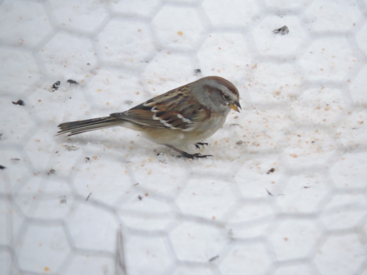 American Tree Sparrow - ML646353255