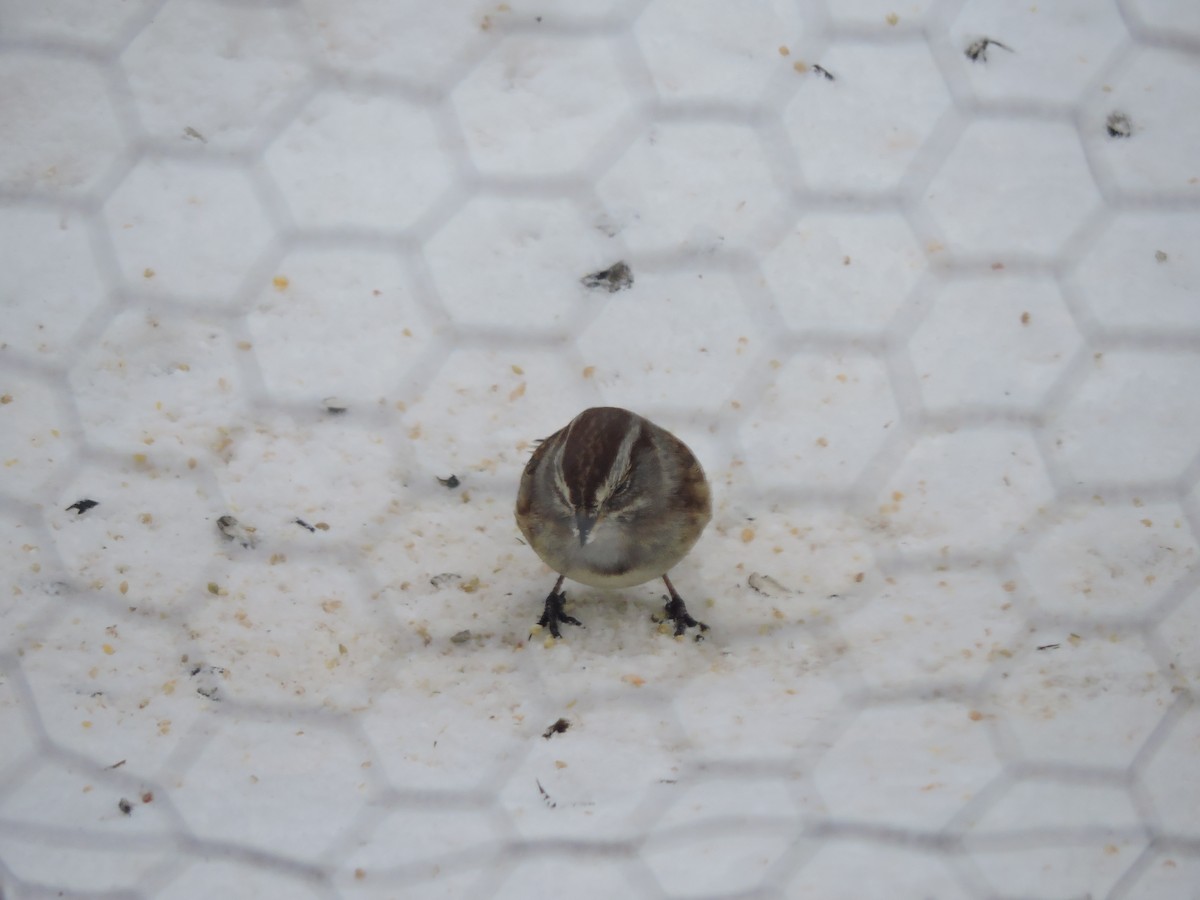 American Tree Sparrow - ML646353257