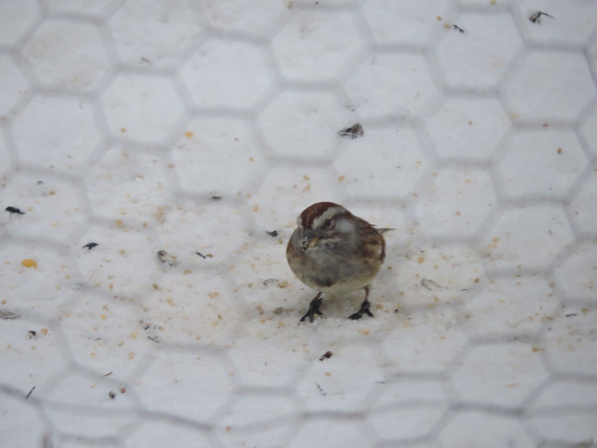 American Tree Sparrow - ML646353260