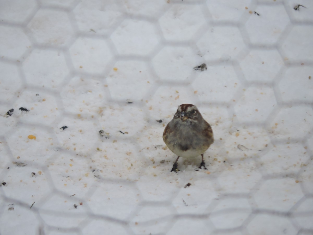 American Tree Sparrow - ML646353261
