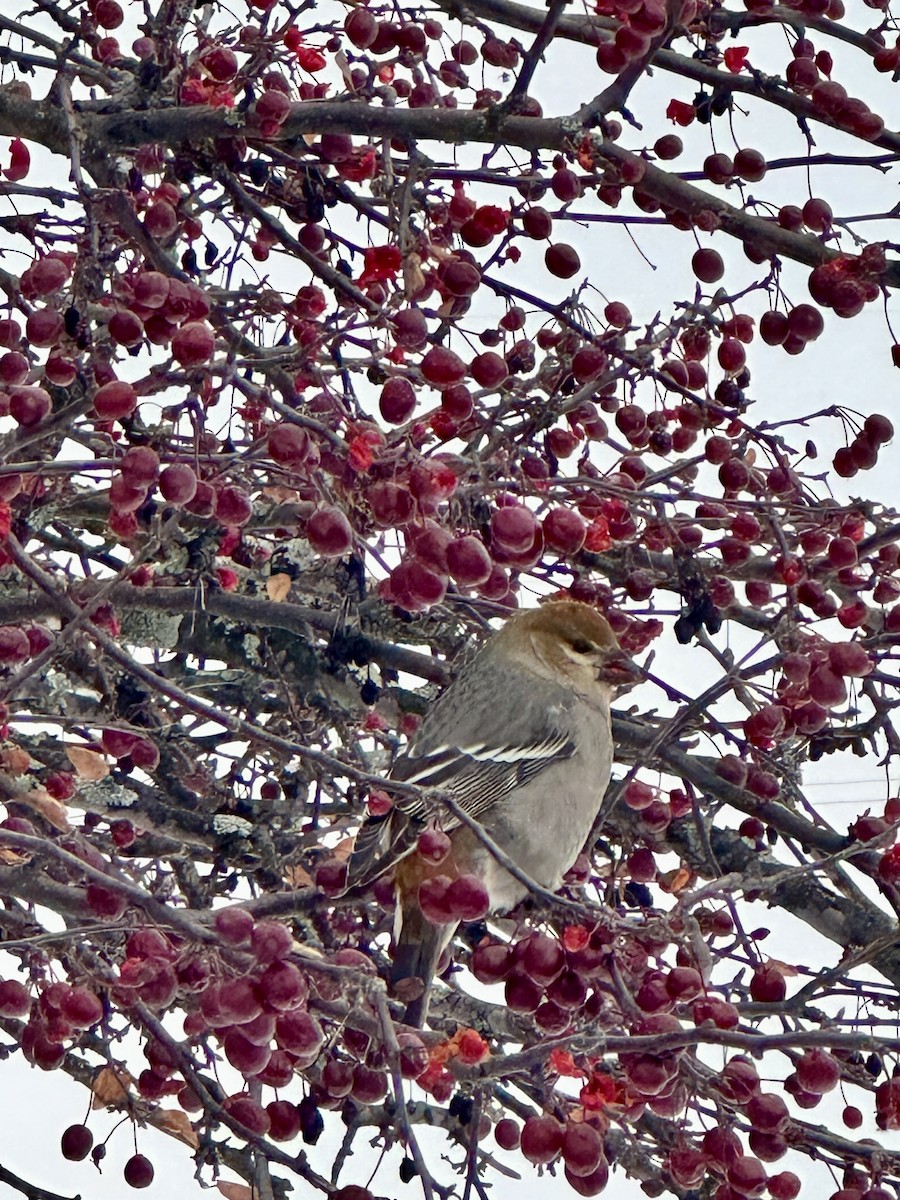 Pine Grosbeak - ML646353269