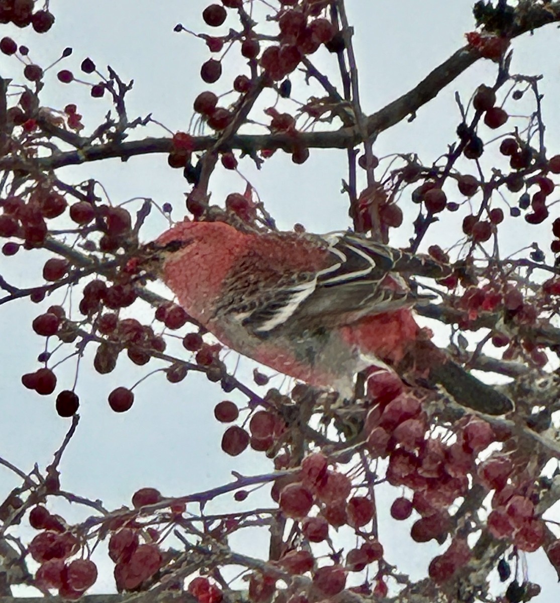 Pine Grosbeak - ML646353271