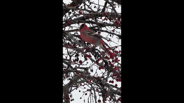 Tayga Çütresi - ML646353272