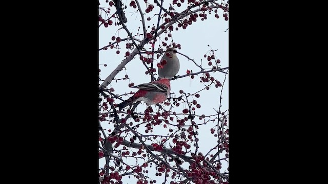 hýl křivčí - ML646353273