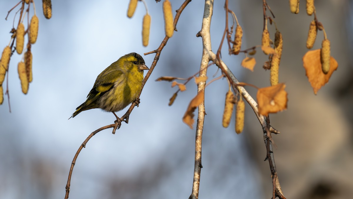 Eurasian Siskin - ML646353276