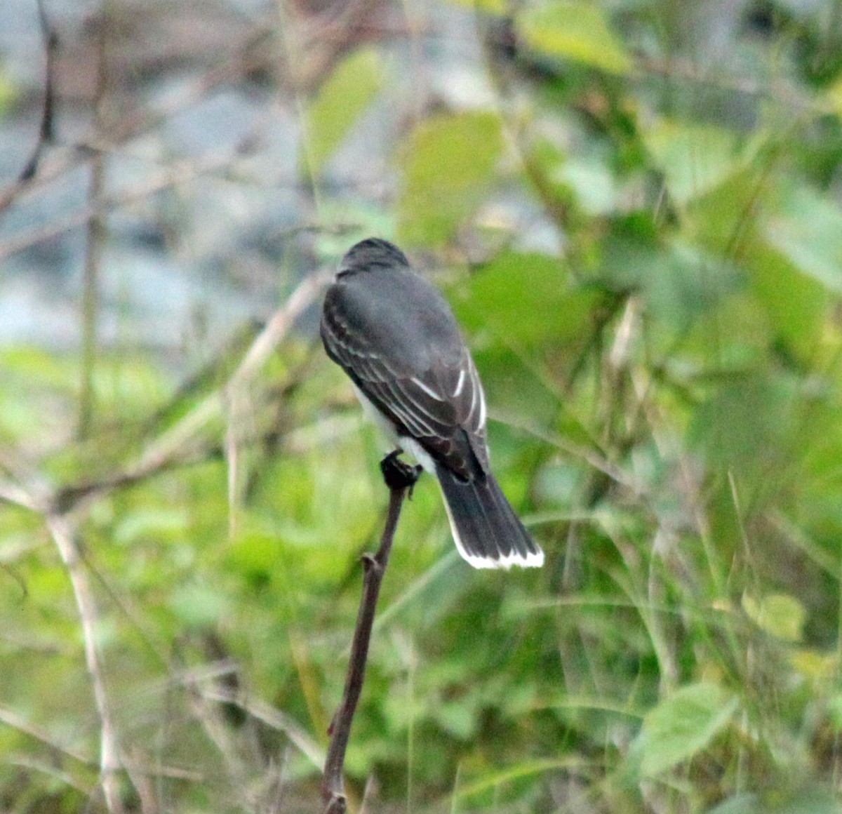 Tirano Oriental - ML646353279