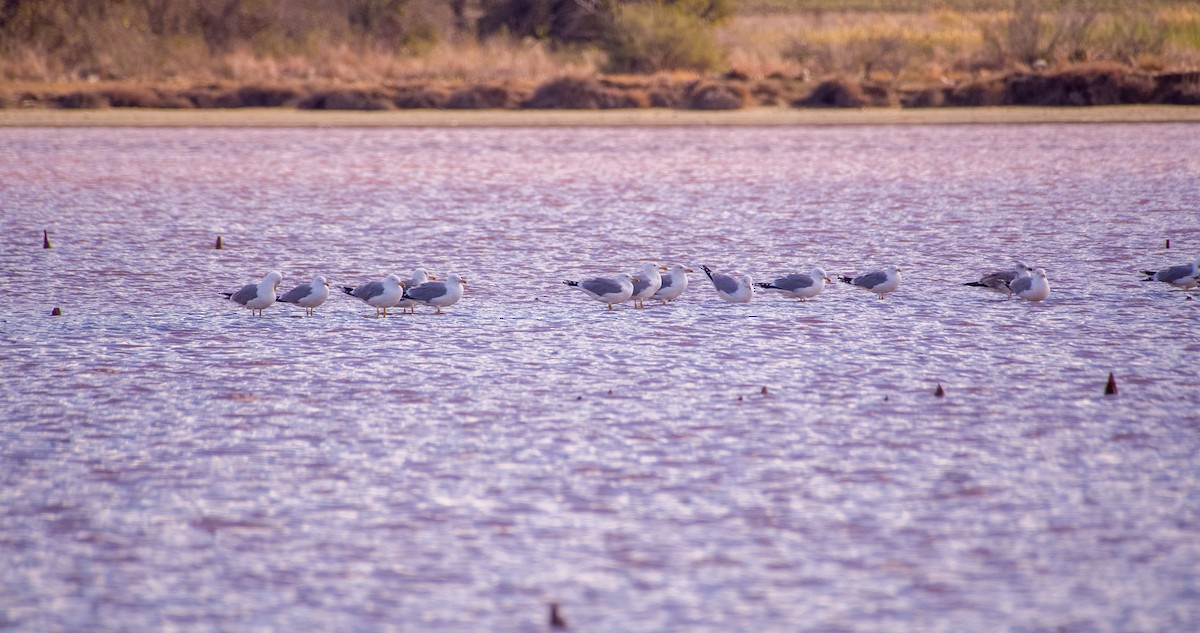 racek středomořský - ML646353283
