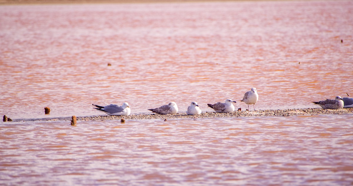 racek středomořský - ML646353284