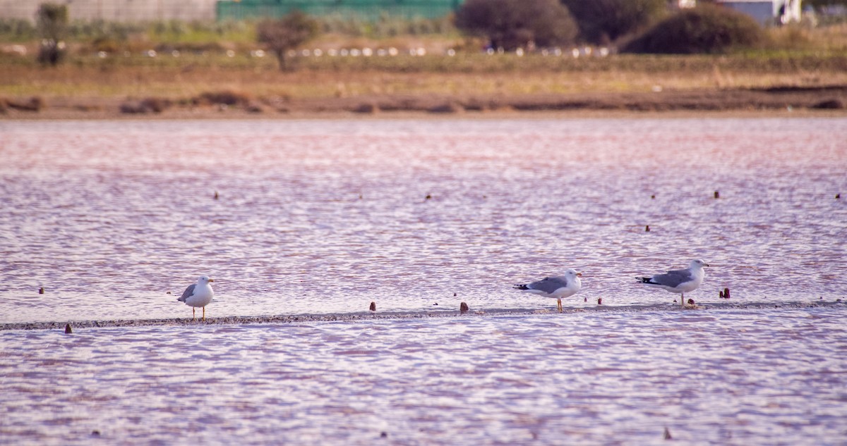 racek středomořský - ML646353285