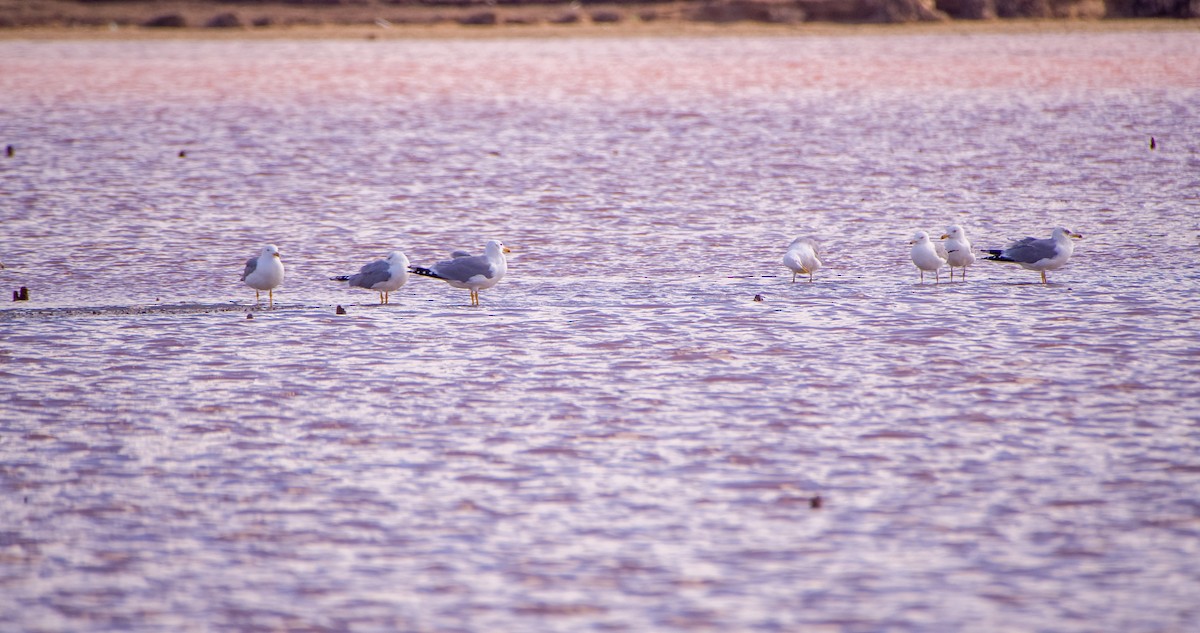 racek středomořský - ML646353286