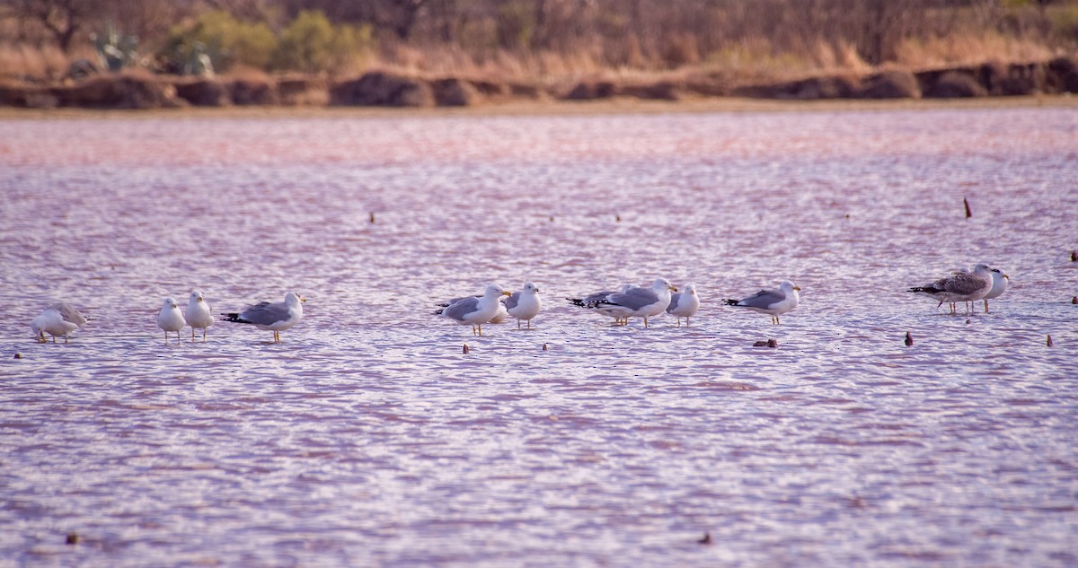 racek středomořský - ML646353287
