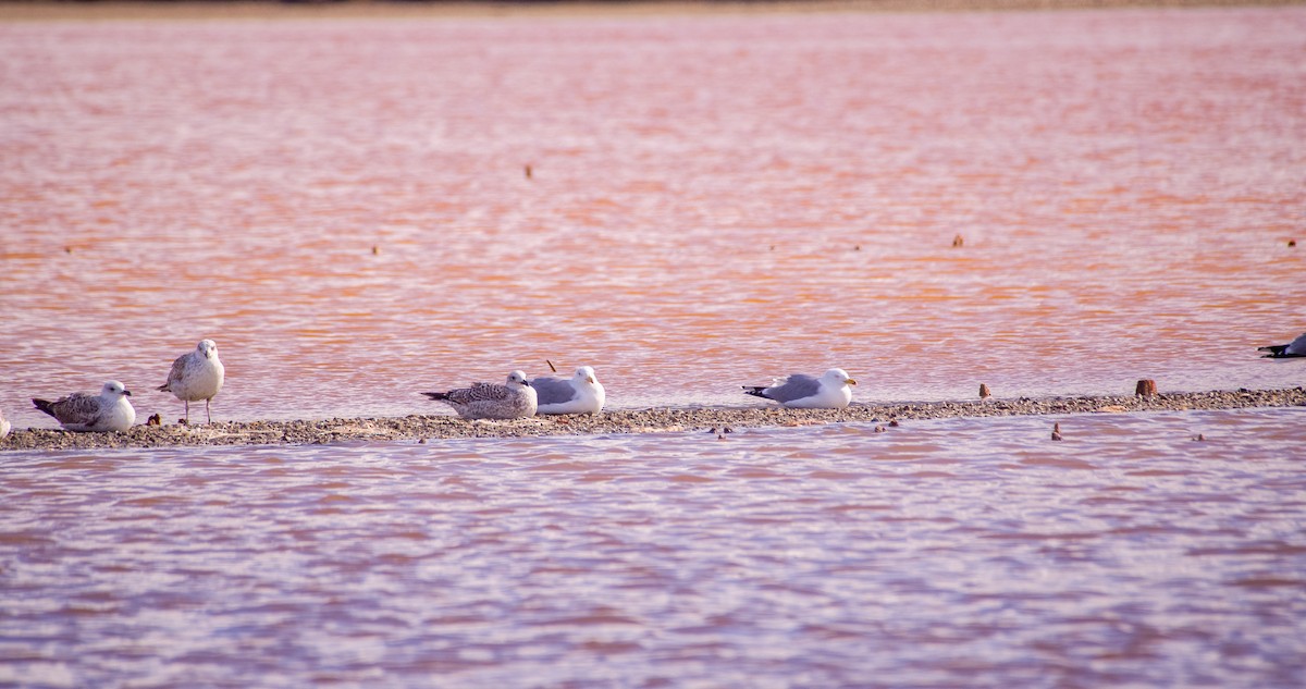 racek středomořský - ML646353288