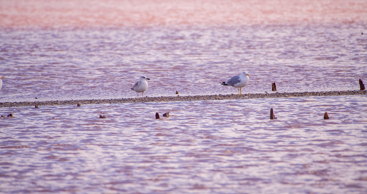 racek středomořský - ML646353289
