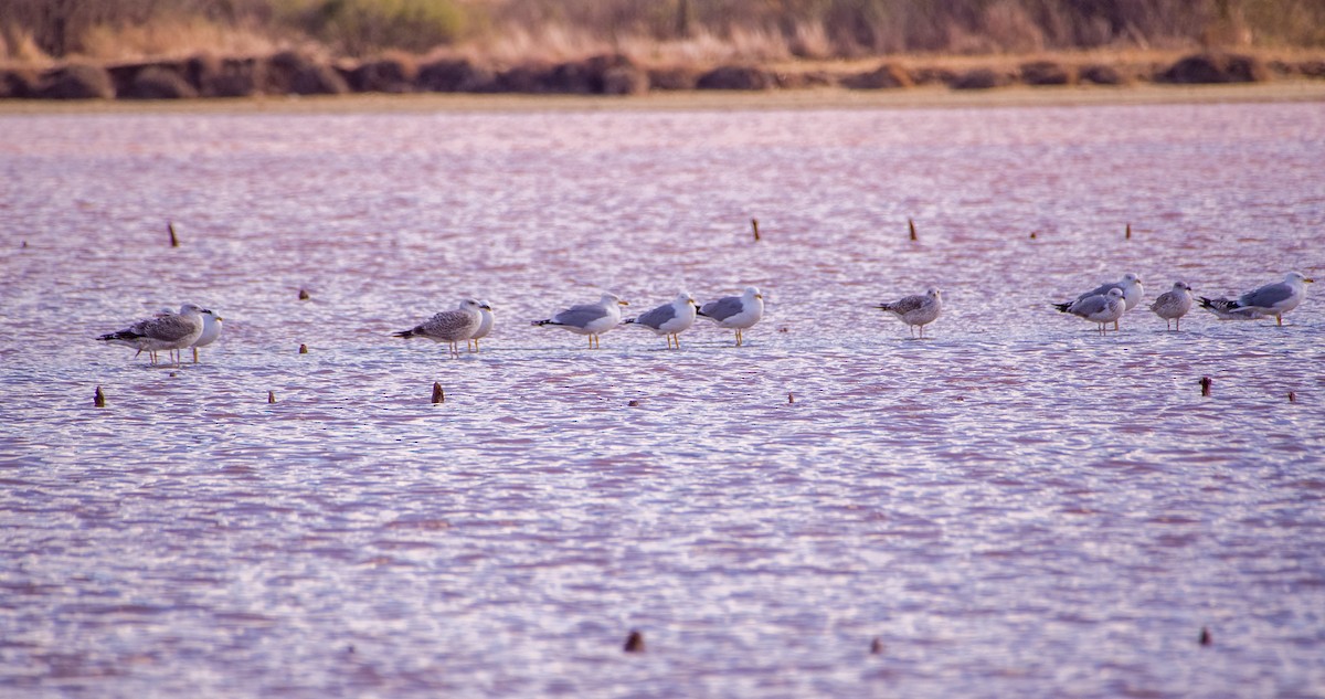 racek středomořský - ML646353290