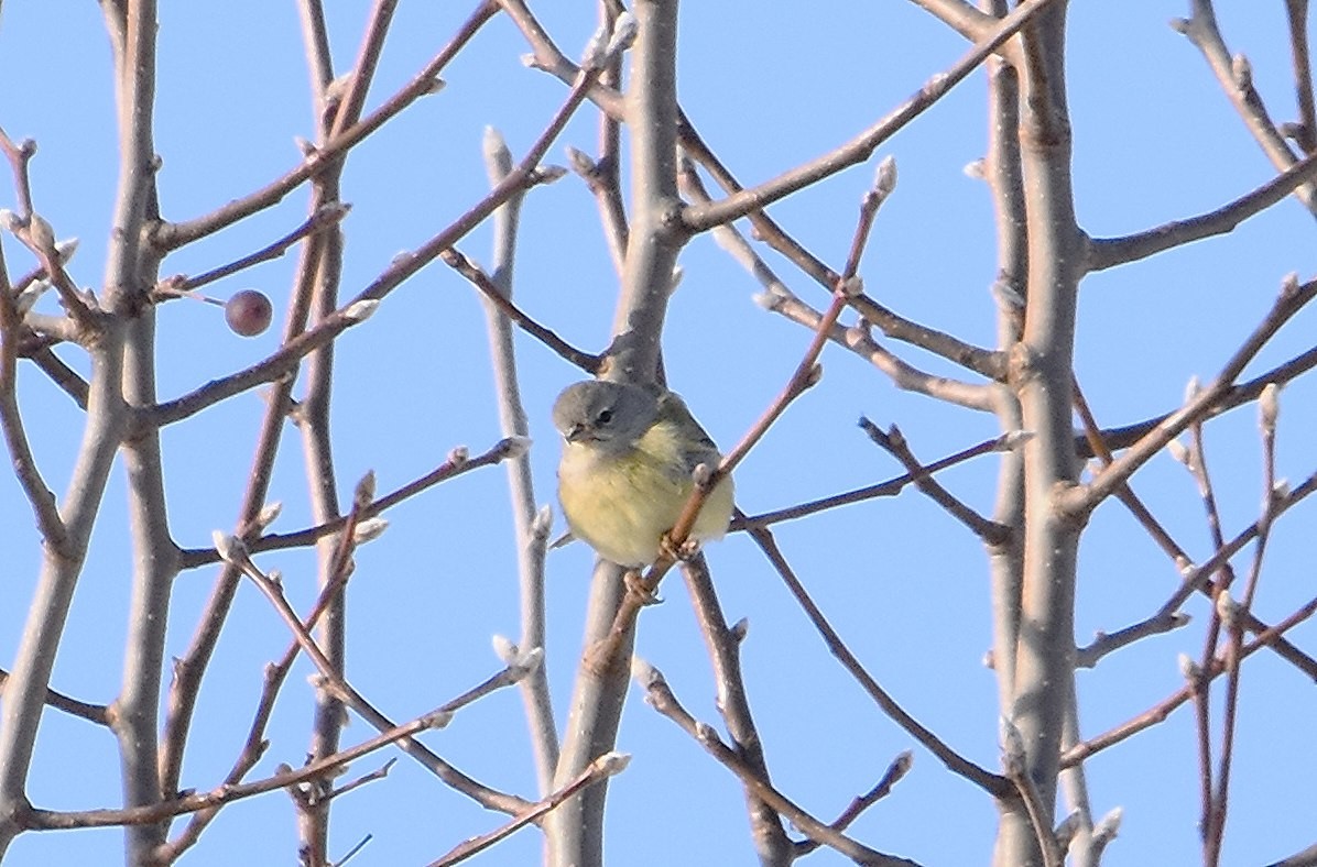 Orange-crowned Warbler - ML646353291