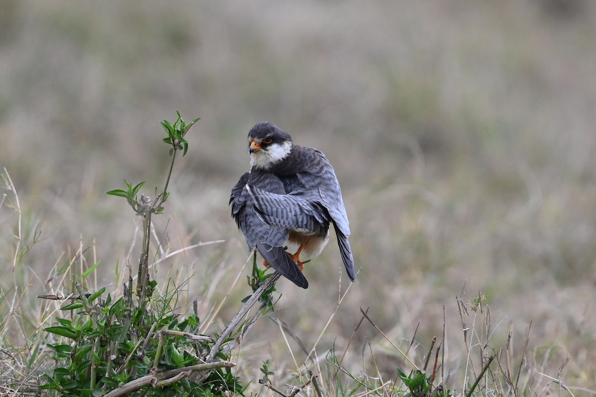 poštolka amurská - ML646353292