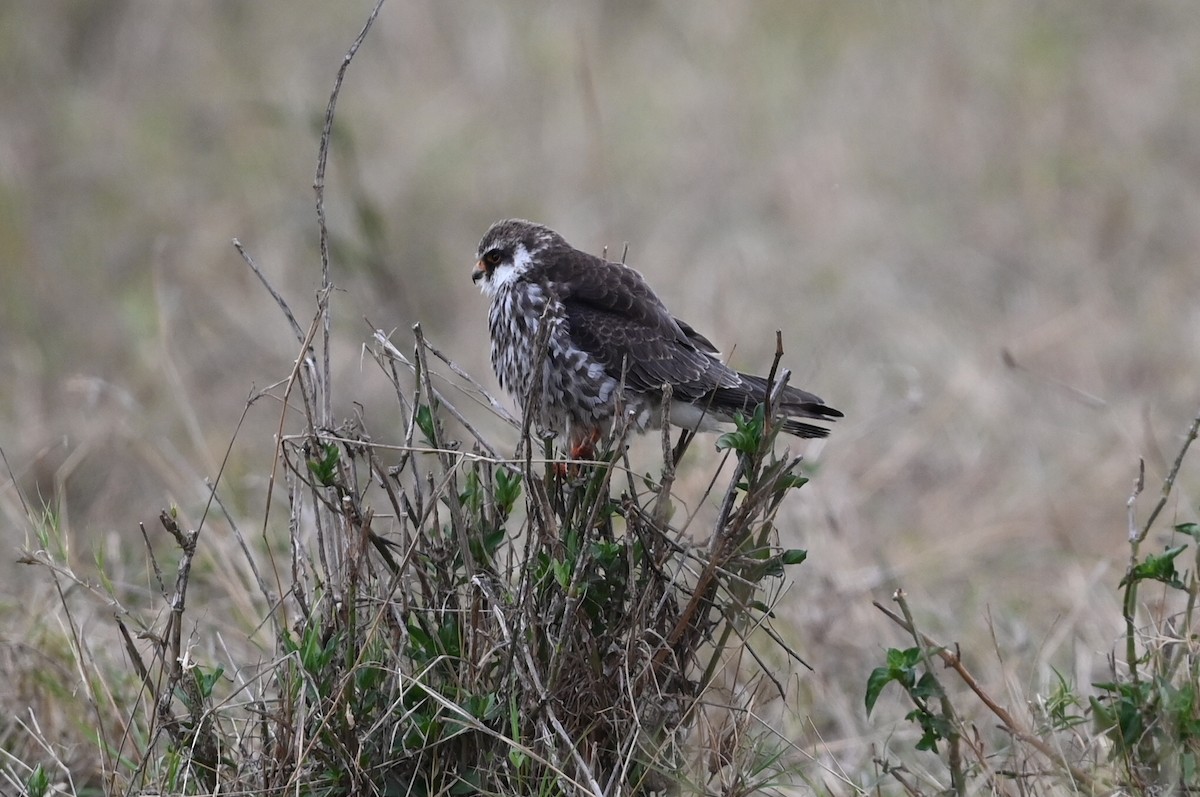 Amur Falcon - ML646353293
