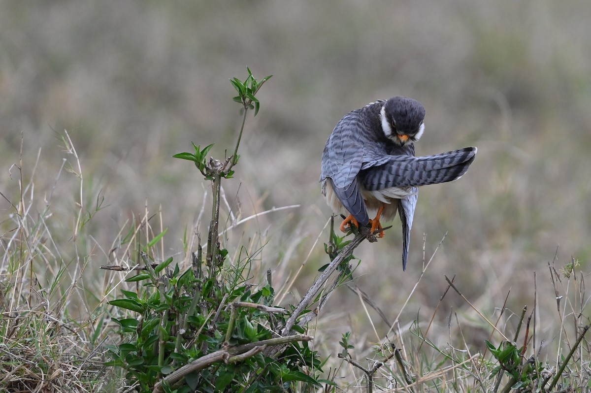 poštolka amurská - ML646353294