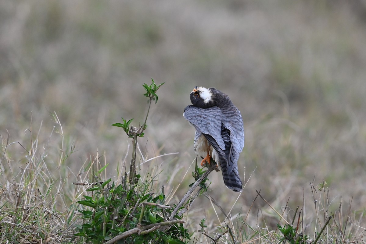 poštolka amurská - ML646353295