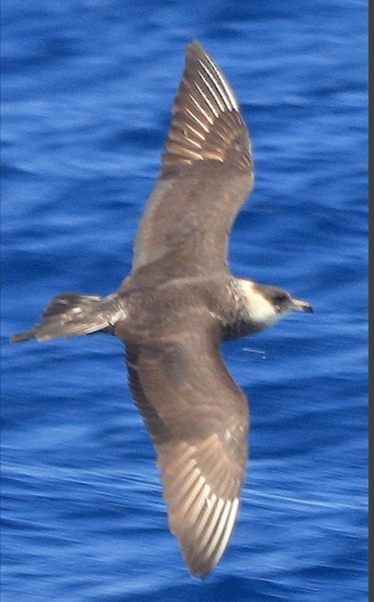 chaluha pomořská - ML646353296