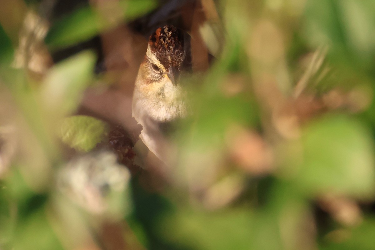 Swamp Sparrow - ML646353298