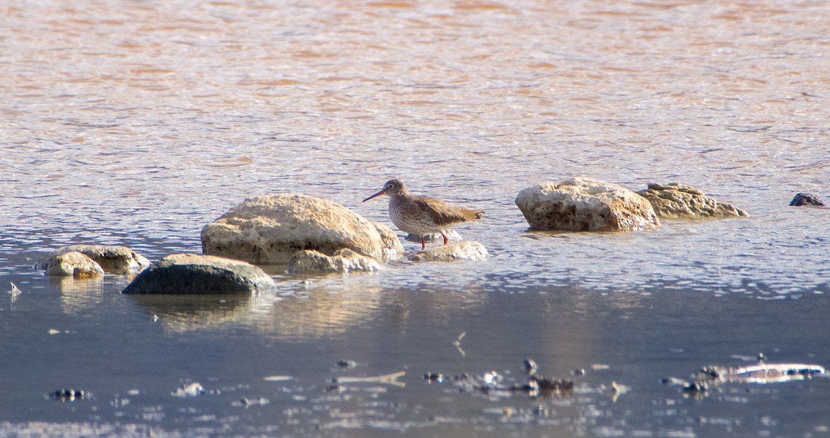 vodouš rudonohý - ML646353299