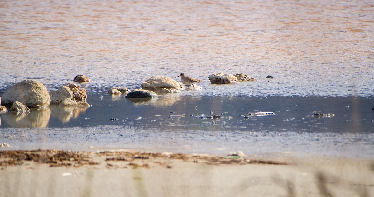 vodouš rudonohý - ML646353300