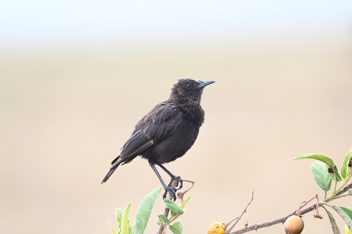 bělořit termití - ML646353302