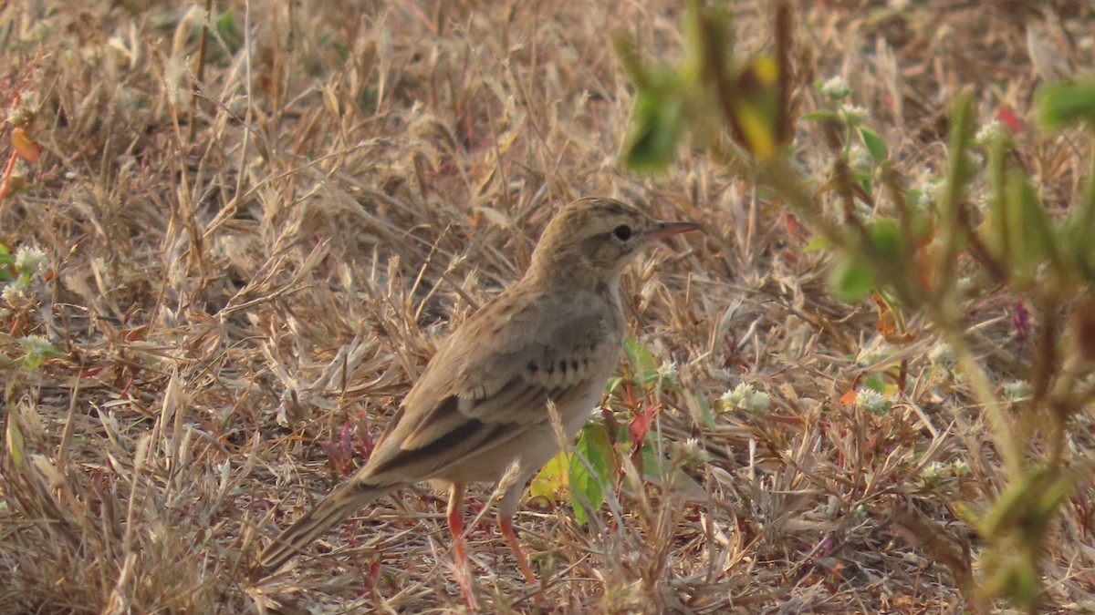 linduška úhorní - ML646353306