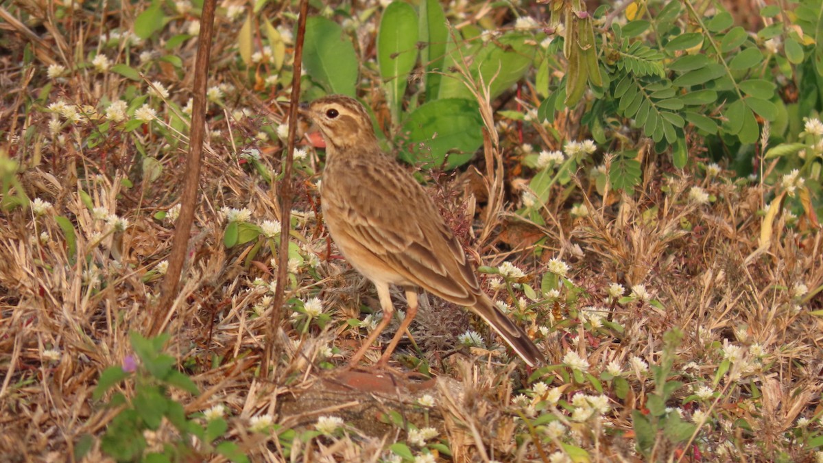 linduška úhorní - ML646353307
